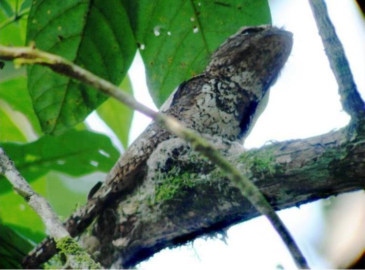 Javan frogmouth Pictures and description of the Frogmouth bird