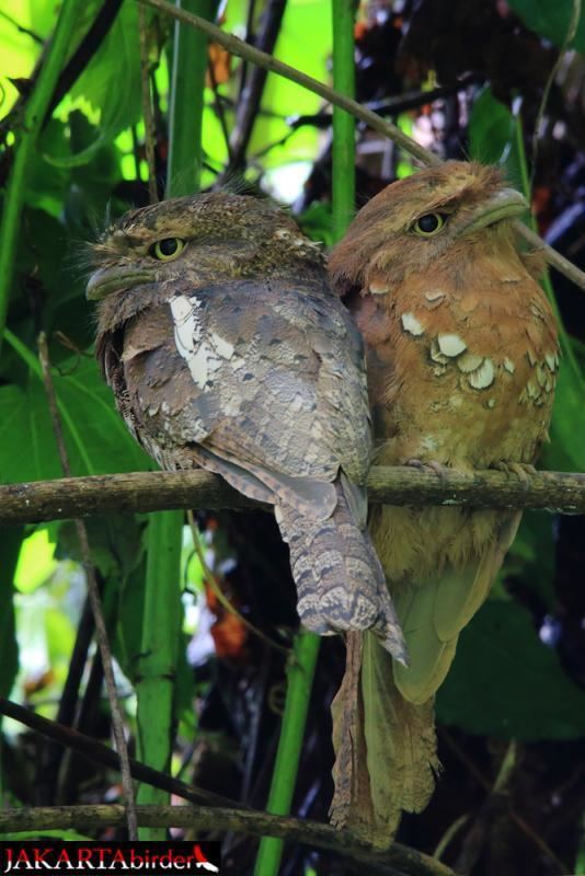 Javan frogmouth Horsfield39s Frogmouth Batrachostomus javensis videos photos and