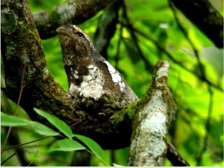 Javan frogmouth Pictures and description of the Frogmouth bird