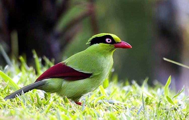 Javan green magpie Javan Green Magpie Shorttailed Magpie Corvid Corner