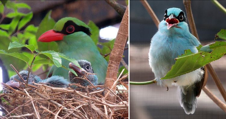 Javan green magpie Cikananga Wildlife Center Javan Green Magpie