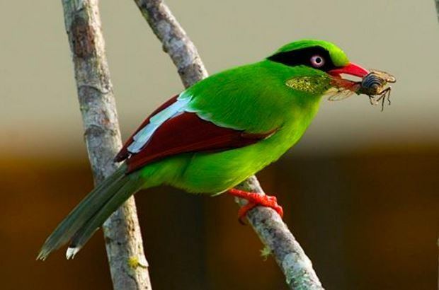 Javan green magpie Rare Javan Green Magpie at Chester Zoo in extinction prevention
