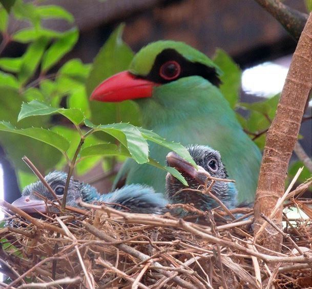 Javan green magpie Rare Javan Green Magpie at Chester Zoo in extinction prevention