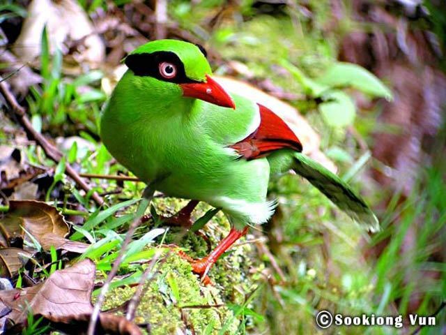 Javan green magpie Oriental Bird Club Image Database Shorttailed Green Magpie