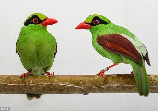 Javan green magpie Four rare Javan GREEN magpies hatch at Chester Zoo Daily Mail Online