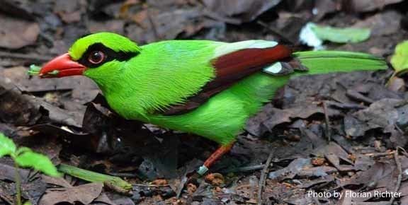 Javan green magpie wwwcikanangawildlifecentercomwpcontentuploads