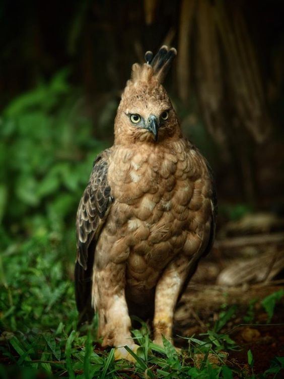 Javan hawk-eagle Javan HawkEagle Nisaetus bartelsi 10 Beautiful Photos birds
