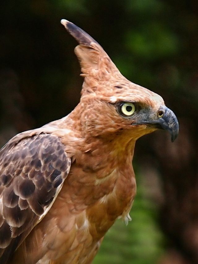Javan hawk-eagle 1000 images about elang jawa on Pinterest Birds Javanese and In