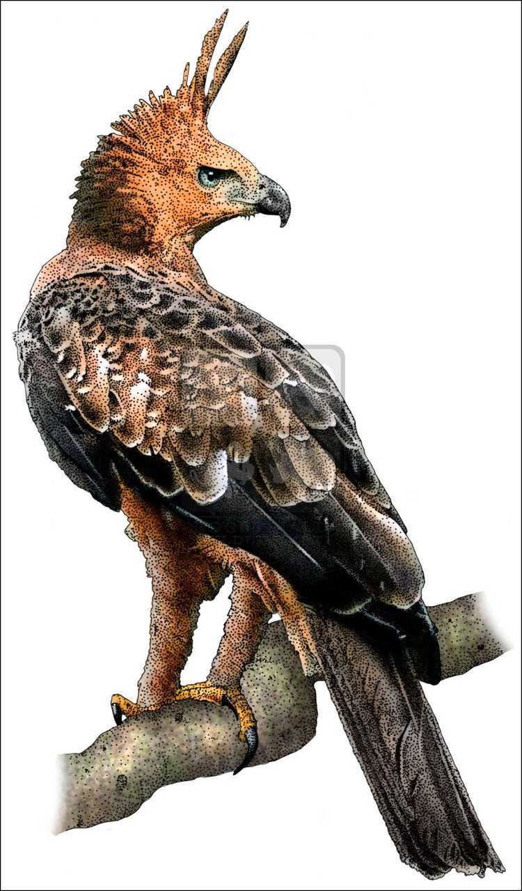Javan hawk-eagle Javan Hawk Eagle Nisaetus bartelsi Line Art and Full Color