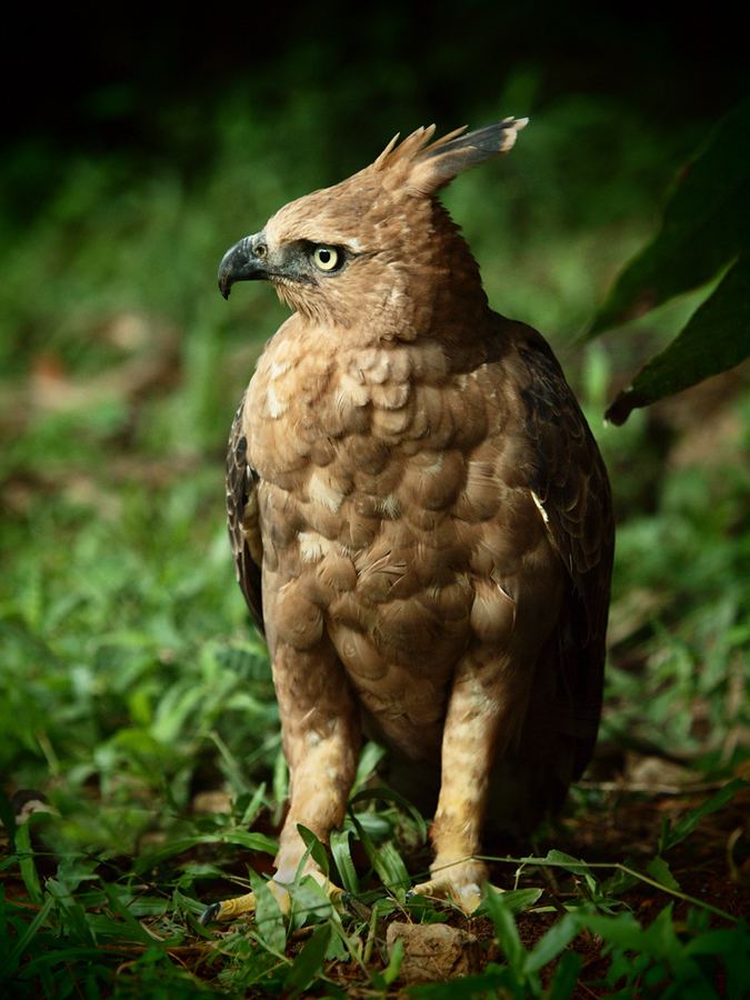 Javan hawk-eagle Javan Hawk Eagle The Faithful Raptor SAFARI WONDERS