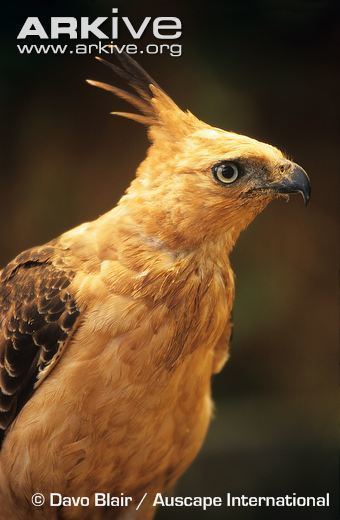 Javan hawk-eagle Javan hawkeagle photo Spizaetus bartelsi G14333 ARKive