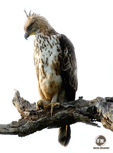 Javan hawk-eagle Bird39s Lifestyle Javan Hawk Eagle National Bird of Indonesia