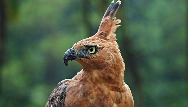 Javan hawk-eagle Javan HawkEagle Population Rises in Bromo Enviro TempoCo