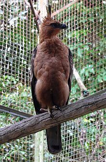 Javan hawk-eagle httpsuploadwikimediaorgwikipediacommonsthu