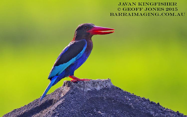 Javan kingfisher Javan Kingfisher Halcyon cyanoventris Barraimaging