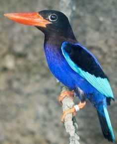 Javan kingfisher COLLARED KINGFISHER Todiramphus chloris Also Whitecollared