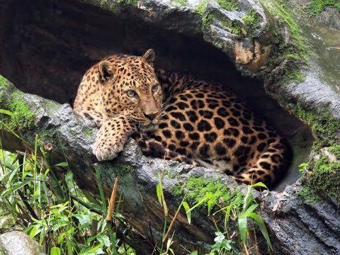Javan leopard Javan leopard Panthera pardus melas YouTube