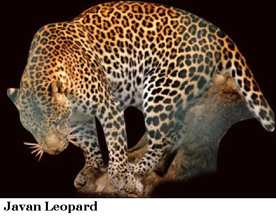 Javan leopard tigertribenetwpcontentuploads201204javanle