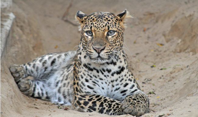Javan leopard Save The Javan Leopards Say Indonesian Researchers Asian