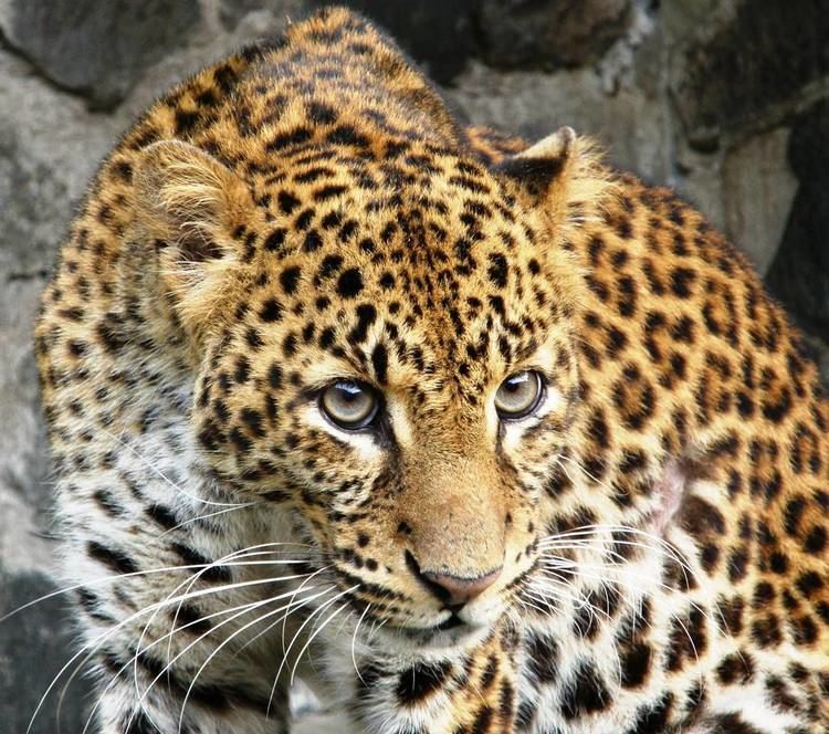 Javan leopard Javan leopard The Life of Animals