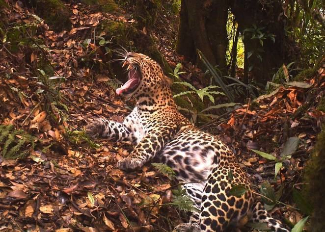 Javan leopard Camera trap captures stunning footage of a rare Javan leopard