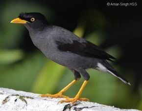 Javan myna Javan Myna moving north in Peninsular Malaysia Bird Ecology Study