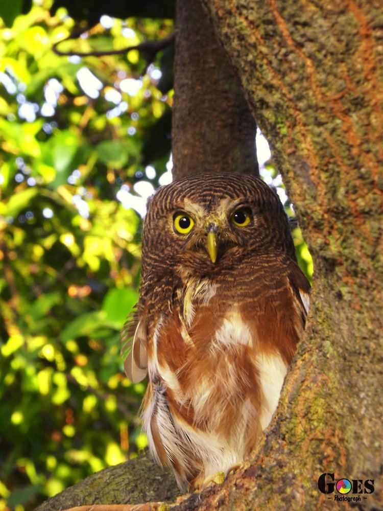 Javan owlet Javan Owlet Owl by bagoestm on DeviantArt