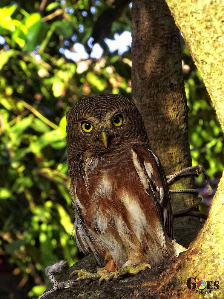 Javan owlet Javan Owlet Owl Part2 by bagoestm on DeviantArt