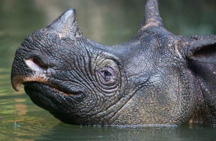Javan rhinoceros Javan Rhino International Rhino Foundation