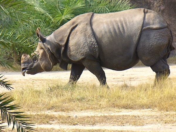 Javan rhinoceros Javan Rhinoceros Animal Facts and Information