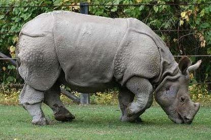 Javan rhinoceros Javan Rhinos by Ashley Tran on Prezi