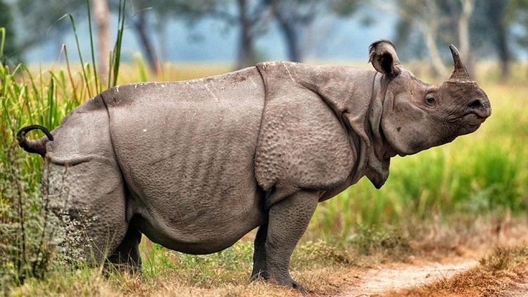 Javan rhinoceros httpsanimalcornercoukwpcontentuploads2015