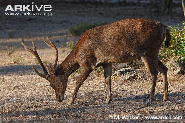 Javan rusa Javan rusa photo Rusa timorensis G77990 ARKive