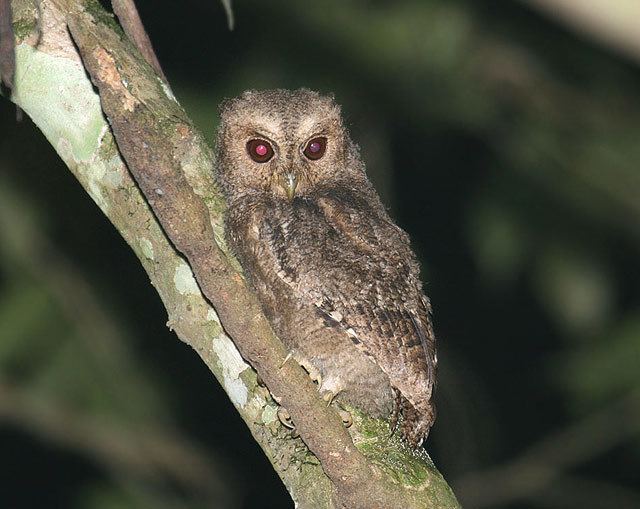 Javan scops owl Oriental Bird Club Image Database Collared Scops Owl Otus bakkamoena