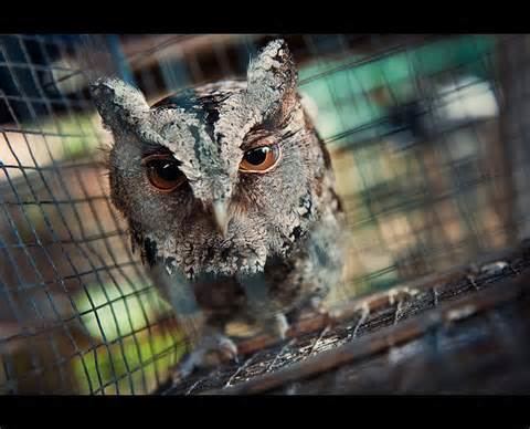 Javan scops owl More on Otus angelinae Javan Scops Owl