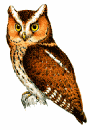 Javan scops owl Javan Scops Owl Otus angelinae Planet of Birds