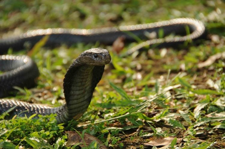Javan spitting cobra Indonesia Reptiles Partner Javan Spitting Cobra