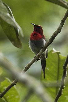 Javan sunbird httpsuploadwikimediaorgwikipediacommonsthu