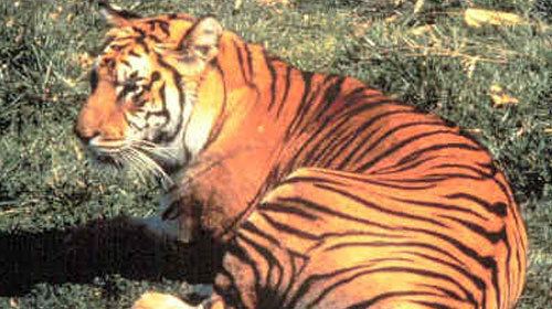Javan tiger Javan Tiger Panthera tigris sondaica Extinct Species