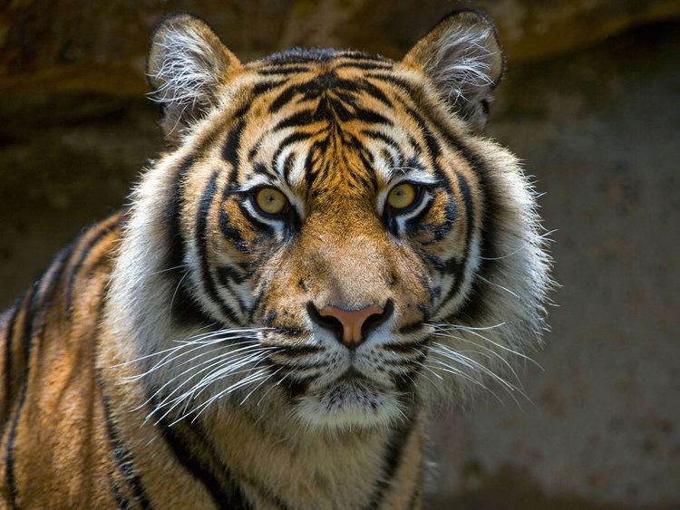 Javan tiger Save the tiger 7 saddening facts about the extinction of Javan