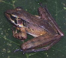 Javan torrent frog httpsuploadwikimediaorgwikipediacommonsthu