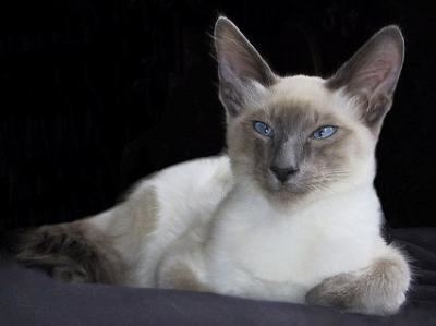 Javanese cat Javanese Cats Javanese Cat Breed Info amp Pictures petMD