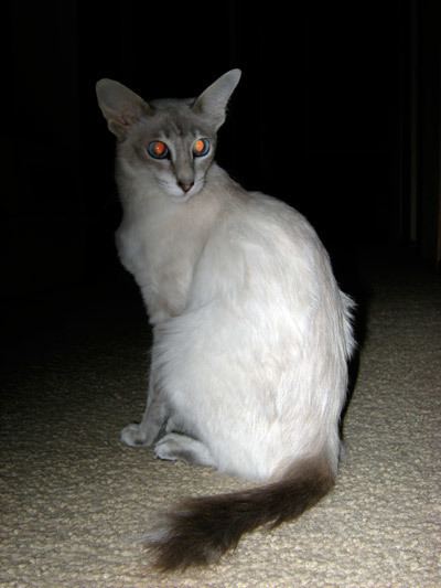 Javanese cat httpsuploadwikimediaorgwikipediacommons66