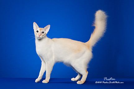 Javanese cat Javanese Cat Breed Profile and Facts