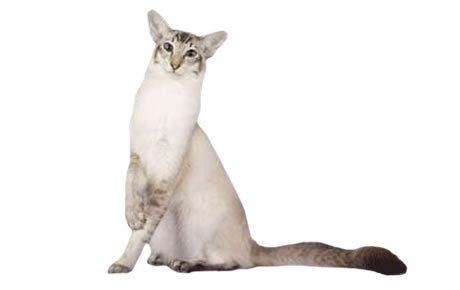 Javanese cat Javanese Cat Breed Information Pictures Characteristics amp Facts
