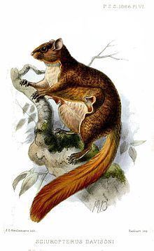 Javanese flying squirrel httpsuploadwikimediaorgwikipediacommonsthu