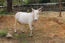 Javari Cattle httpsuploadwikimediaorgwikipediacommonsthu