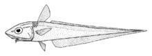 Javelin (fish) httpsuploadwikimediaorgwikipediacommonsthu