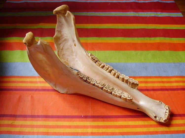 Jawbone (instrument)