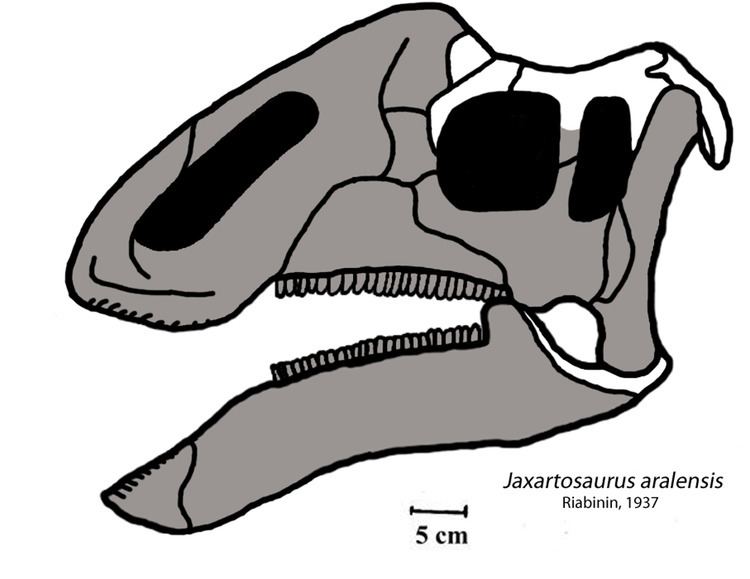Jaxartosaurus Jaxartosaurus Wikipedia